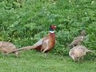 In pheasant harems, bigger is not always better