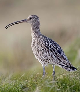 Curlew Update