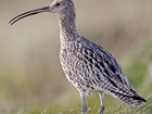 Curlew work underway thanks to kind support