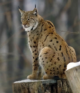 Lynx