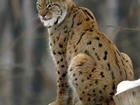 Our view on the proposed reintroduction of lynx