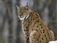 Lynxreintro