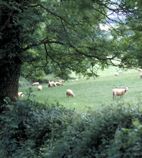 Agroforestry In Farming