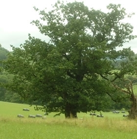 Agroforestry