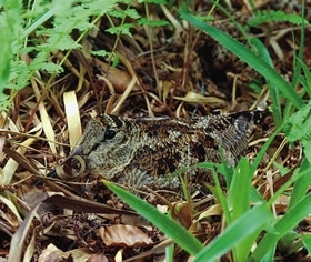 Woodcock