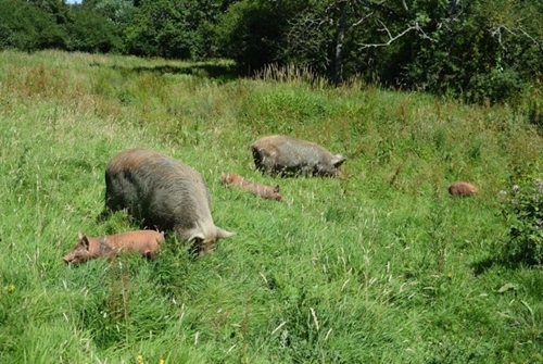 Tamworth Pigs