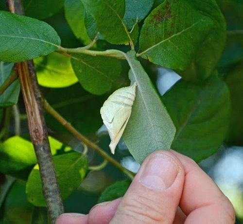 Empty Purple Emperor Case