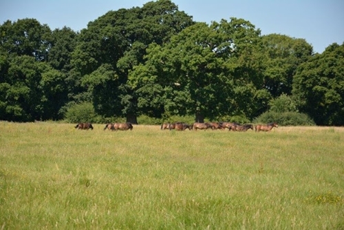 Exmoor Ponies