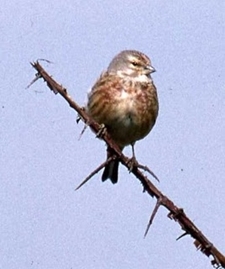 Linnet