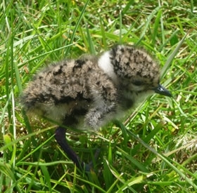 Lapwing Chick