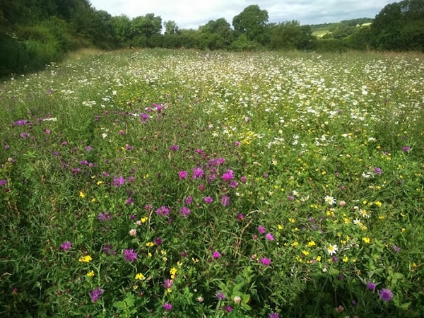 A plethora of wild flowers