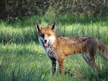 Fox