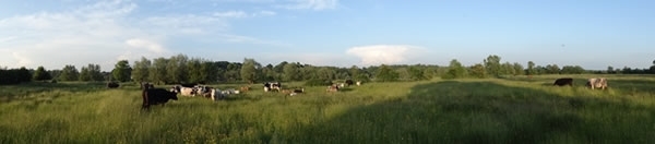 Lanscape