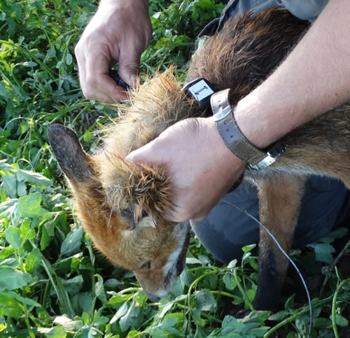 Fox Tagging