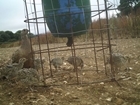 Camera traps allow glimpse into secret lives of grey partridge and pheasant broods