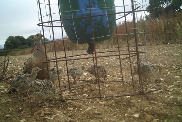 Brood Of Pheasants Brood Of Pheasants