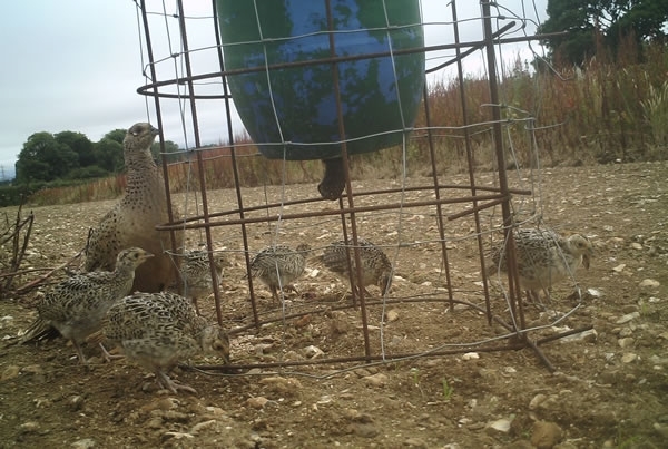 Brood Of Pheasants