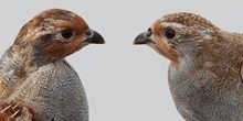 How to sex and age grey partridges
