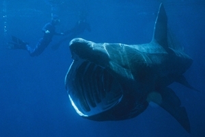 Basking shark