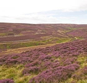 Moor