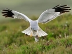 Hen Harrier Plan going ahead without RSPB: our letter to The Guardian