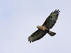 Buzzard control licence: our letter to The Guardian