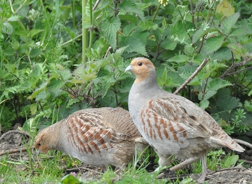 GWCT Grey Partridge Photo - Credit Peter Thompson