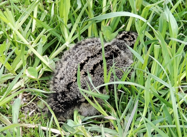 Oystercatcher Chick