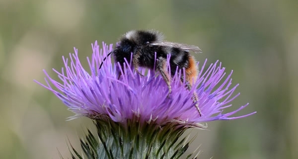 Bee