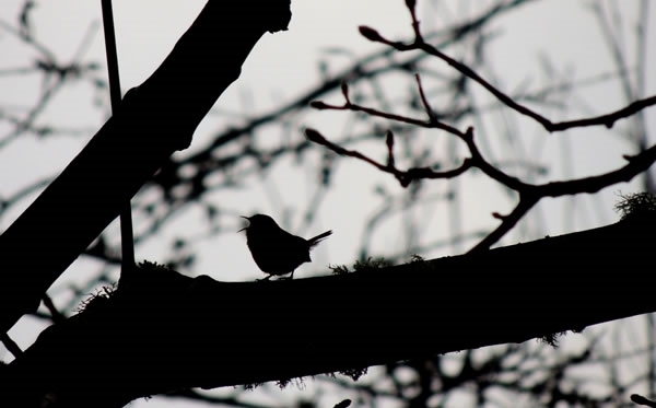 Wren