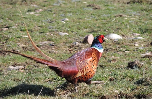 Pheasant