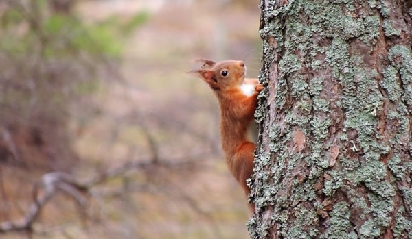 Red Squirrel