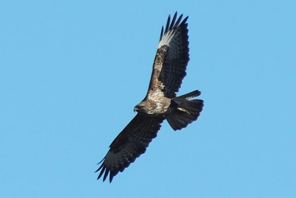 Buzzard