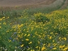 GWCT welcomes announcement to guarantee funding for Agri-Environment schemes