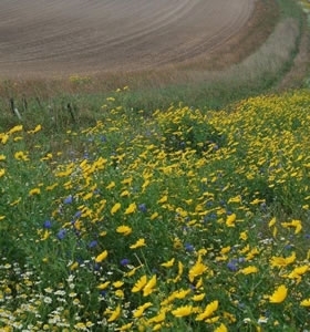 Wild Flower Field Margin