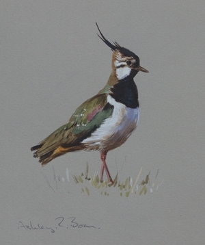 The Northern Wildlife Art Exhibition will include work by Ashley Boon... The Northern Wildlife Art Exhibition will include work by Ashley Boon...