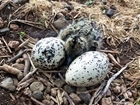 A thriving new generation of birds at Auchnerran