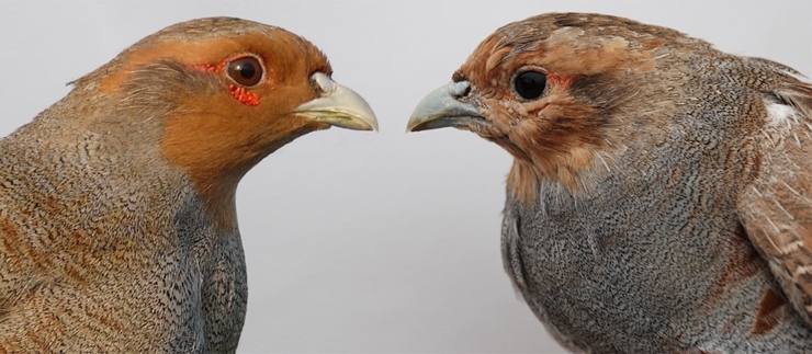 Adult male in breeding plumage and active moult