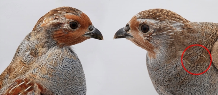 Juvenile male and juvenile female