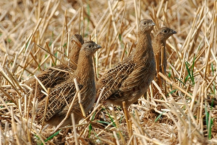 Juveniles