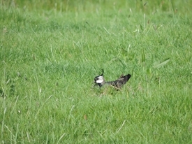 Lapwing Aug 2016