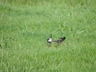 GWCT reports success for lapwing breeding in the Avon Valley