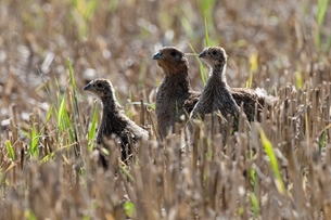 Grey partridges Grey partridges