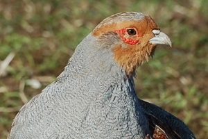 Reared grey partridge exhibiting raptor-like bill (Photo credit: Peter Thompson)