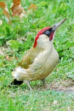 Green woodpecker (Peter Thompson)