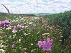 The BASIS Certificate in Conservation Management - a unique course