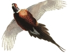 Join the GWCT Shoot Sweepstake Scheme
