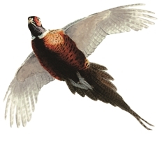 Pheasant Owen Williams