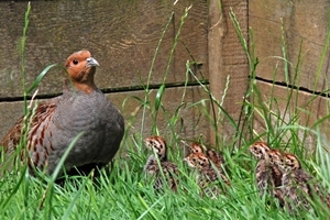 Tips for rearing