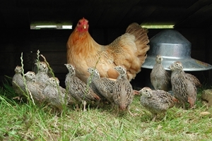 Guidelines on rearing